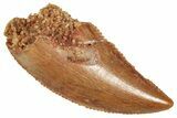 Serrated Raptor Tooth - Real Dinosaur Tooth #371464-1